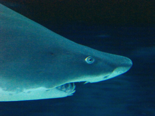 Cameron’s sinking shark